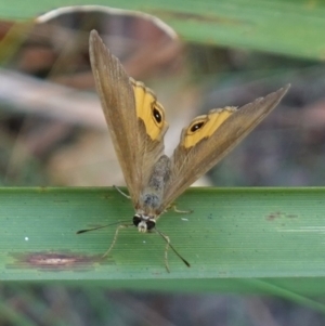 Hypocysta metirius at Worrigee, NSW - 16 Jan 2023 01:35 PM