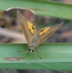 Hypocysta metirius at Worrigee, NSW - 16 Jan 2023 01:35 PM