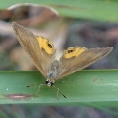 Hypocysta metirius at Worrigee, NSW - 16 Jan 2023 01:35 PM