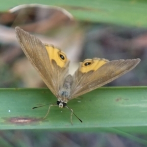 Hypocysta metirius at Worrigee, NSW - 16 Jan 2023 01:35 PM