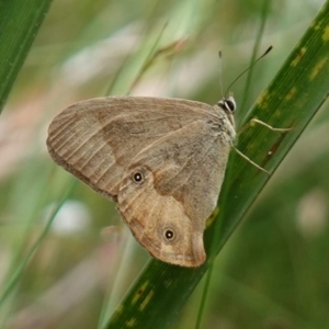 Hypocysta metirius at Worrigee, NSW - 16 Jan 2023 01:35 PM