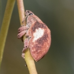 Gonipterus pulverulentus (Eucalyptus weevil) at Hawker, ACT - 15 Jan 2023 by AlisonMilton