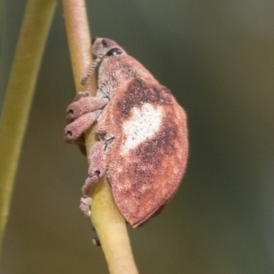 Gonipterus pulverulentus (Eucalyptus weevil) at Hawker, ACT - 15 Jan 2023 by AlisonMilton