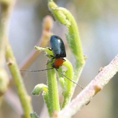 Adoxia benallae (Leaf beetle) at Dryandra St Woodland - 11 Jan 2023 by ConBoekel