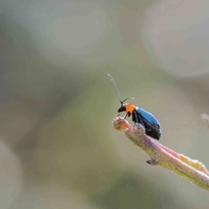 Adoxia benallae at O'Connor, ACT - 12 Jan 2023