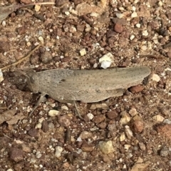 Goniaea australasiae (Gumleaf grasshopper) at Hackett, ACT - 16 Jan 2023 by Pirom
