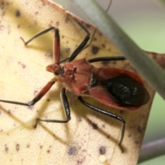 Gminatus australis (Orange assassin bug) at Hawker, ACT - 14 Jan 2023 by AlisonMilton