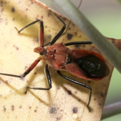 Gminatus australis (Orange assassin bug) at Hawker, ACT - 14 Jan 2023 by AlisonMilton