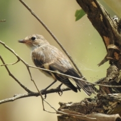 Petroica boodang (Scarlet Robin) at Bundanoon, NSW - 18 Jan 2023 by GlossyGal