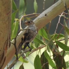 Petroica boodang at Bundanoon, NSW - 18 Jan 2023 11:27 AM