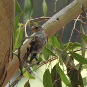 Petroica boodang at Bundanoon, NSW - 18 Jan 2023 11:27 AM