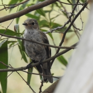 Petroica boodang at Bundanoon, NSW - 18 Jan 2023