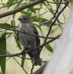 Petroica boodang at Bundanoon, NSW - 18 Jan 2023 11:27 AM