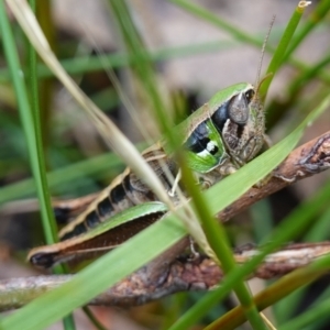 Praxibulus sp. (genus) at Worrigee, NSW - 16 Jan 2023