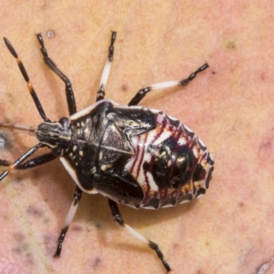 Oechalia schellenbergii (Spined Predatory Shield Bug) at Hawker, ACT - 14 Jan 2023 by AlisonMilton