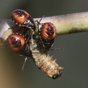 Oechalia schellenbergii at Hawker, ACT - 15 Jan 2023