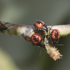 Oechalia schellenbergii at Hawker, ACT - 15 Jan 2023