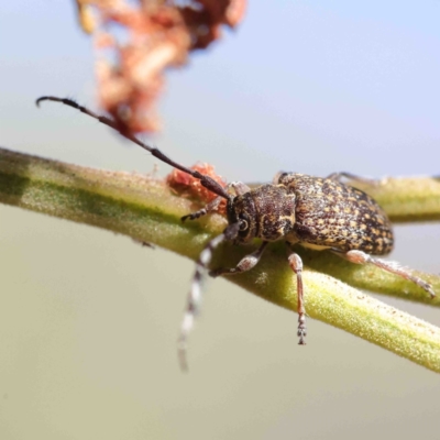 Ancita australis (Longicorn or longhorn beetle) at Dryandra St Woodland - 11 Jan 2023 by ConBoekel
