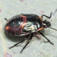 Cermatulus nasalis (Predatory shield bug, Glossy shield bug) at Hawker, ACT - 14 Jan 2023 by AlisonMilton