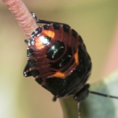 Cermatulus nasalis at Hawker, ACT - 15 Jan 2023