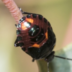 Cermatulus nasalis at Hawker, ACT - 15 Jan 2023 08:46 AM