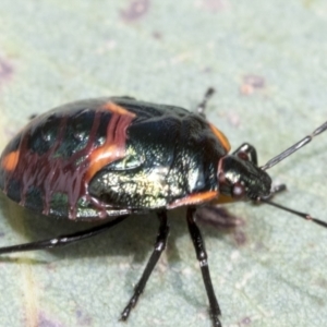 Cermatulus nasalis at Hawker, ACT - 15 Jan 2023 08:46 AM