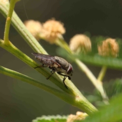 Stomorhina discolor (Snout fly) at Acton, ACT - 11 Jan 2023 by ConBoekel