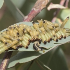 Pseudoperga sp. (genus) (Sawfly, Spitfire) at Hawker, ACT - 15 Jan 2023 by AlisonMilton