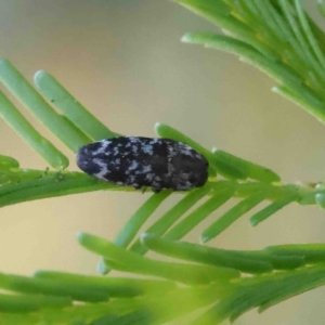 Diphucrania sp. (genus) at Acton, ACT - 12 Jan 2023 09:33 AM