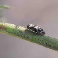 Diphucrania sp. (genus) at Acton, ACT - 12 Jan 2023