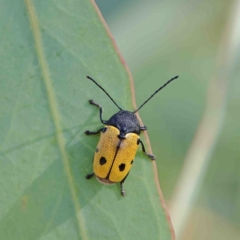 Cadmus (Cadmus) litigiosus (Leaf beetle) at O'Connor, ACT - 12 Jan 2023 by ConBoekel