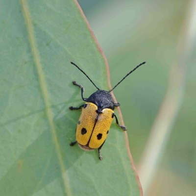 Cadmus (Cadmus) litigiosus (Leaf beetle) at O'Connor, ACT - 12 Jan 2023 by ConBoekel