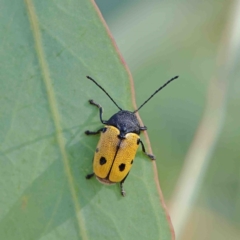 Cadmus (Cadmus) litigiosus (Leaf beetle) at O'Connor, ACT - 11 Jan 2023 by ConBoekel