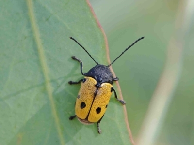 Cadmus (Cadmus) litigiosus (Leaf beetle) at - 11 Jan 2023 by ConBoekel