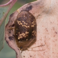 Paropsis aspera (Eucalyptus Tortoise Beetle) at Hawker, ACT - 15 Jan 2023 by AlisonMilton