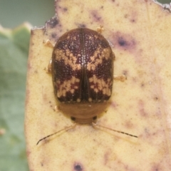 Paropsis aspera at Hawker, ACT - 15 Jan 2023 08:42 AM