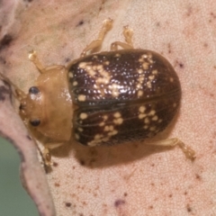 Paropsis aspera at Hawker, ACT - 15 Jan 2023