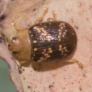 Paropsis aspera at Hawker, ACT - 15 Jan 2023 08:42 AM