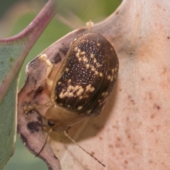 Paropsis aspera at Hawker, ACT - 15 Jan 2023