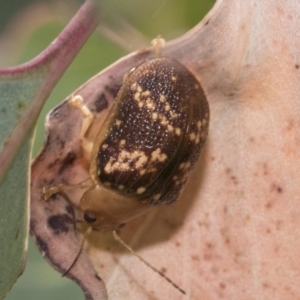 Paropsis aspera at Hawker, ACT - 15 Jan 2023 08:42 AM