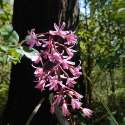 Dipodium roseum (Rosy Hyacinth Orchid) at Huskisson, NSW - 16 Jan 2023 by RobG1