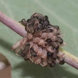 Paropsis atomaria at Hawker, ACT - 15 Jan 2023