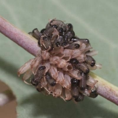 Paropsis atomaria (Eucalyptus leaf beetle) at Hawker, ACT - 15 Jan 2023 by AlisonMilton