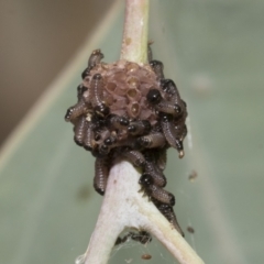 Paropsis atomaria at Hawker, ACT - 15 Jan 2023