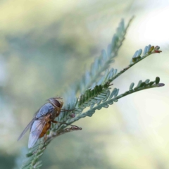 Calliphora sp. (genus) (Unidentified blowfly) at O'Connor, ACT - 12 Jan 2023 by ConBoekel