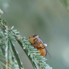 Calliphora sp. (genus) (Unidentified blowfly) at Dryandra St Woodland - 11 Jan 2023 by ConBoekel