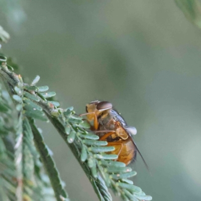 Calliphora sp. (genus) (Unidentified blowfly) at O'Connor, ACT - 11 Jan 2023 by ConBoekel