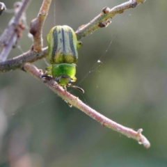 Calomela juncta (Leaf beetle) at Dryandra St Woodland - 11 Jan 2023 by ConBoekel
