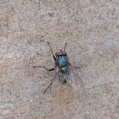 Unidentified Bristle Fly (Tachinidae) at O'Connor, ACT - 12 Jan 2023 by ConBoekel