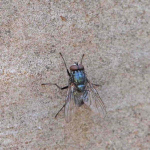 Chlorotachina sp. (genus) at O'Connor, ACT - 12 Jan 2023 11:10 AM